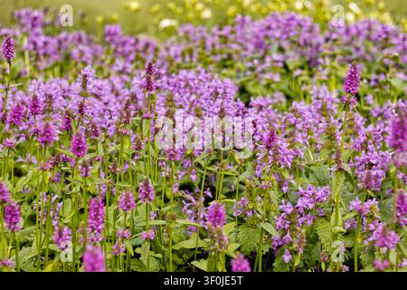 Lila Wildblumen blühen in der Wiese Stockfoto