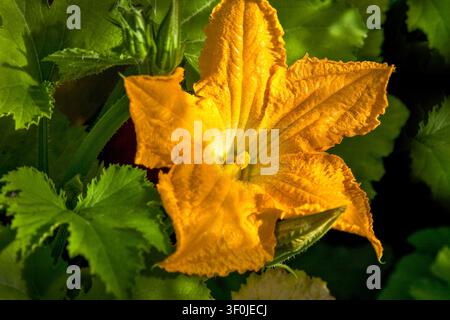 Goldene Kürbisblüte, die im warmen Sonnenlicht leuchtet, umgeben von üppigen grünen Blättern, die die Schönheit eines Sommergemüsegartens feiern Stockfoto