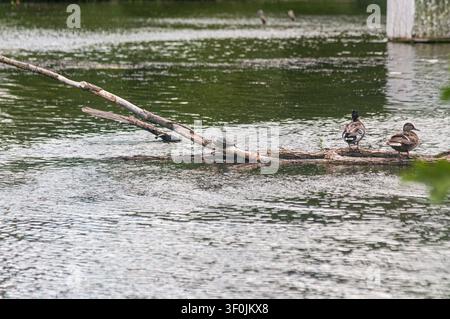 Zwei Stockenten und eine kleine Schildkröte ruhen auf einem gefallenen Ast in einem ruhigen Teich während des Tages. Stockfoto