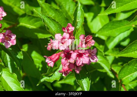Eine Nahaufnahme von lebhaft rosa Weigelienblüten, die während der Frühlingssaison an einem üppigen grünen Strauch blühen. Stockfoto