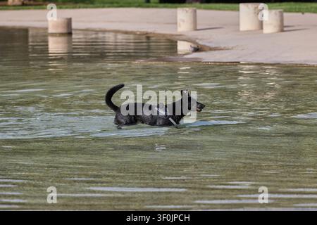 Schwarzer Hund schwimmt in flachem Wasser an einem sonnigen Sommertag. Stockfoto