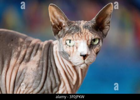 Nahaufnahme eines haarlosen Sphynx-Katzen zu Hause, mit grünen Augen und faltiger Haut, steht ruhig im Innenraum vor einem weichen, verschwommenen Hintergrund, aler Stockfoto