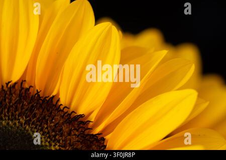 Blühenden Sonnenblumen Stockfoto