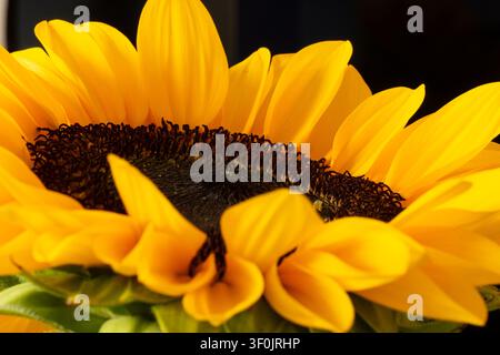 Zarte Blütenblätter einer Sonnenblume Stockfoto