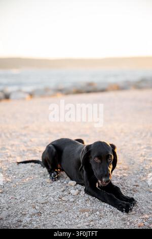 Schwarzer Labrador Retriever liegt an einem felsigen Strand nahe dem Meer zur goldenen Stunde und schaut in warmem Abendlicht mit verschwommenem Horizont in die Kamera. Stockfoto