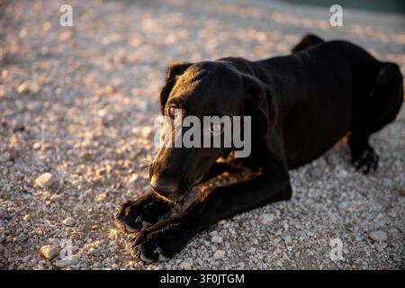 Schwarzer Labrador Retriever liegt auf einem Kiesweg im warmen Licht der Goldenen Stunde und schaut mit sanften Augen nach oben. Stockfoto