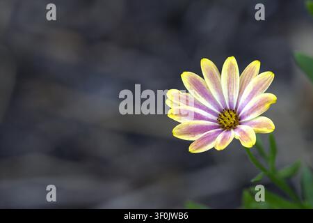 Zweifarbige lila und gelbe afrikanische Gänseblümchen vor dunklem, texturiertem Boden. Stockfoto
