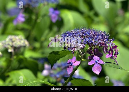 Leuchtende blaue und violette Lacecap-Hortensie blüht im Sommergarten. Stockfoto