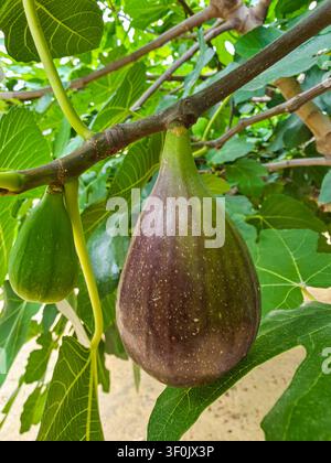 Eine Nahaufnahme einer frischen grünen und violetten Feige an einem Ast mit großen grünen Blättern. Die Feige wächst im Sonnenlicht in einem Garten mit anderen Feigen in der Nähe. Stockfoto
