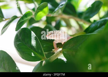 Nahaufnahme eines Leopardengeckos, das durch glänzende grüne Blätter in weichem natürlichem Licht späht, ruhiges Reptilienporträt mit flacher Schärfentiefe. Stockfoto
