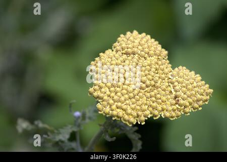 Blassgelber Schafgarbenblütenstand blüht im Garten des frühen Herbstes. Stockfoto
