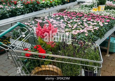 Astilbe, Pentas und Lavendel-Pflanzen im Einkaufswagen im Gartenzentrum. Saisonales Gärtnern, Pflanzenauswahl, Outdoor-Einzelhandel, Heimwerker. Stockfoto
