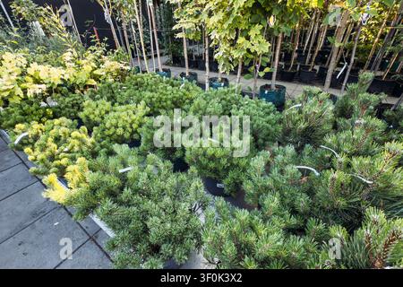 Topfgewächse von Bergkiefern stehen gruppiert auf dem Boden einer gewerblichen Gartenzentrum-Gärtnerei. Wintergartenpflanzen, kaltharte Pflanzen, ganzjährig Stockfoto