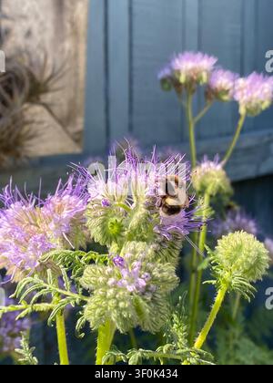 Bumblebee sammelt Nektar aus einem lila Phacelia-Blütenbüschel in einem Vorstadt-Hintergartengarten neben einem Holzzaun. Stockfoto