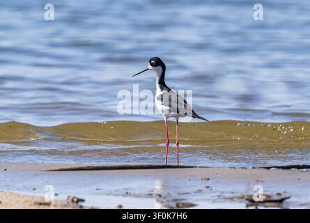 Ein wunderschöner Schwarzhalsschreier in Brutkleid und bunten rosa Beinen, der am Wasser im Cherry Creek State Park in Colorado steht. Stockfoto