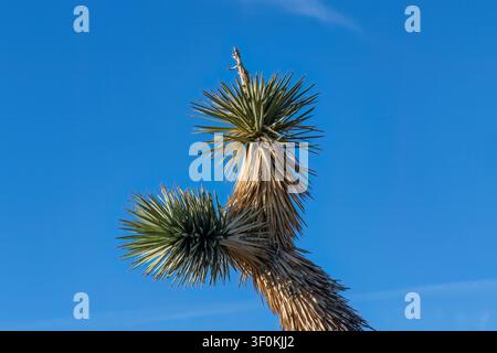 Nahaufnahme eines Joshua-Baum-Zweigs (Yucca brevifolia) mit dolchartigen Blättern in der Mojave-Wüste Kaliforniens. Blauer Himmel im Hintergrund. Stockfoto
