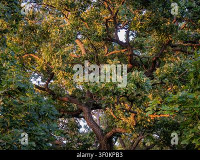 Sonnenlicht der Goldenen Stunde erhellt das dichte grüne Blätterdach und die strukturierten Äste einer alten Eiche in einer Sommerwaldlandschaft Stockfoto