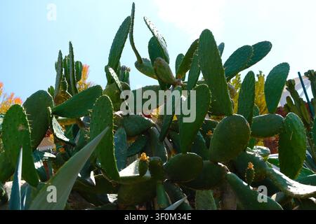 Niedrigwinkelaufnahme von grünen Kaktuspflanzen unter einem hellen Himmel in einem trockenen Garten, die dicke Polster, scharfe Stacheln und ein natürliches Wüstengefühl zeigen. Stockfoto