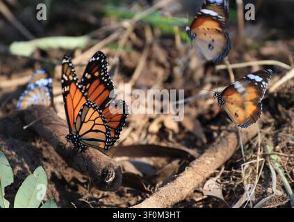 Während ein Monarchfalter auf einer Pflanzenwurzel ruht, flattern zwei Wanderfalter darüber. Stockfoto
