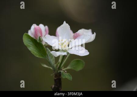 Wassertropfen von einem kürzlichen Regenschauer ruhen auf den zarten Blütenblättern eines rosa-weißen Apfelblüte. Stockfoto