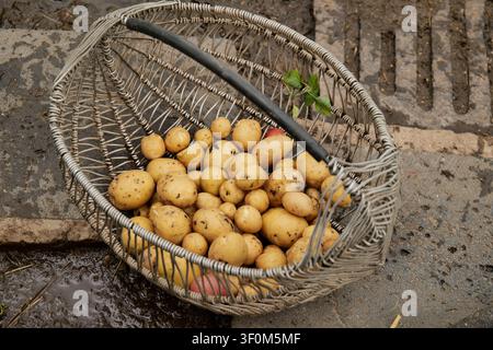 Frisch geerntete Neue Kartoffeln in einem Weidenkorb Stockfoto