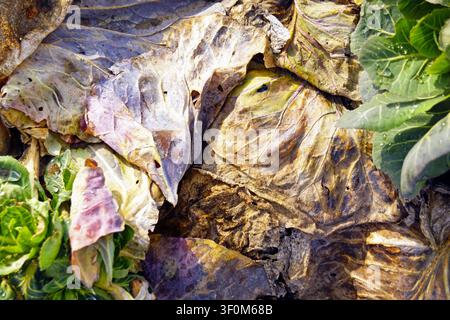 Verfallende äußere Kohlblätter auf Gartenerde in braunen, violetten und beigen Tönen. Stellte landwirtschaftliche Rückstände und die Recyclings von organischer Substanz dar. Stockfoto