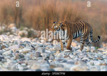 Eine erwachsene Tigerin geht auf den runden weißen Steinen des trockenen Ramganga-Flussbetts an einem Wintermorgen, mit den Terai-Grasländern im Hintergrund Stockfoto
