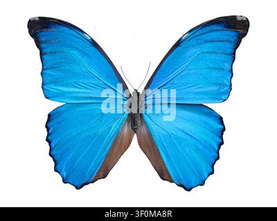 Ein atemberaubender großer blauer Schmetterling mit schillernden Flügeln, der in Isolation aufgenommen wurde. Der Morpho didius zeigt lebendige Farben, die seine Schönheit zur Geltung bringen und un Stockfoto