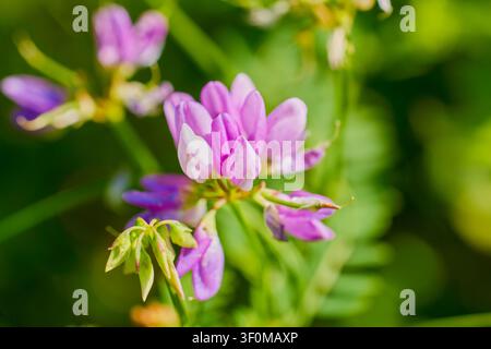 Nahaufnahme der Blume, die als (Securigera varia oder Coronilla varia) bekannt ist. Stockfoto