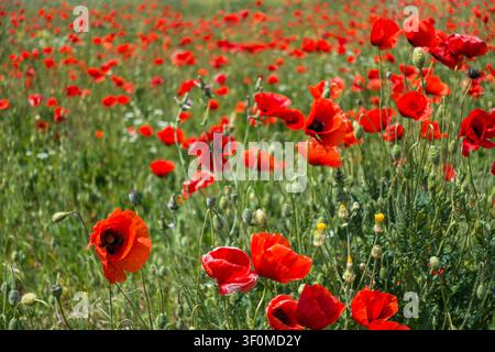 Ein weites Mohnfeld (Papaver rhoeas) erstreckt sich über eine offene Wiese auf dem Land. Stockfoto