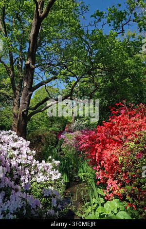 Isabella-Plantage-Waldgarten Richmond Park: ein kleiner Bach windet sich durch immergrüne Kurume-Azaleen & Rhododendren unter Eichen und blauem Himmel Stockfoto