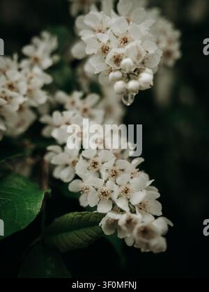 Nahaufnahme von weißen Vogelbeerblüten, Prunus padus, die im Frühling im Norden Schwedens blühen. Stockfoto