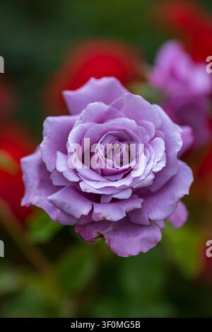 Eine vollständig geöffnete lavendelviolette Rose, fotografiert in scharfer Makroaufnahme vor einem sanft verschwommenen Hintergrund aus roten und rosa Rosen in einem kultivierten Garten Stockfoto
