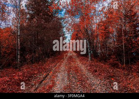 Eine schmale unbefestigte Schotterstraße schneidet sich durch einen dichten Mischwald aus Birken und Kiefern, der mit tiefrotem und karmesinrotem Herbstlaub bedeckt ist. Stockfoto