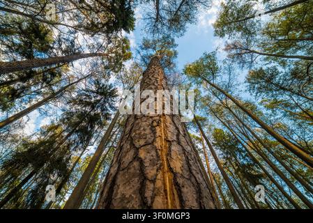 Eine dramatische Aufnahmperspektive aus niedriger Höhe, schräg nach oben gerichtet, vom Fuß eines hoch aufragenden Kiefernbaums aus. Stockfoto