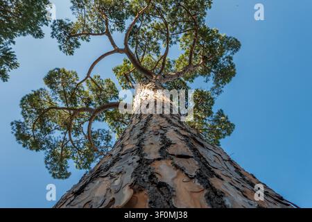 Eine dramatische Froschperspektive, die direkt den hohen Stamm einer reifen Schottischen Kiefer (Pinus sylvestris) hinaufschaut Stockfoto