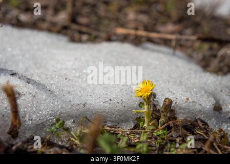 Eine einzelne gelbe Huflattichblüte (Tussilago farfara) drängt sich durch den Rand eines schmelzenden Schneeflecks auf Bodenniveau. Stockfoto
