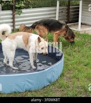 zwei Hunde spielen im Wasser in einem Hundepool an einem heißen Sommertag Stockfoto