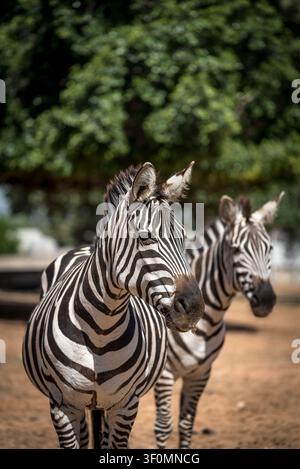 Zwei Steppenzebras (Equus quagga) stehen auf sandigem Boden in einem Zoo-Gehege. Stockfoto