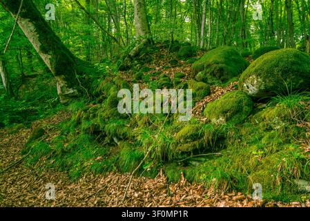 Dichtes inneres eines gemäßigten Buchenwaldes mit einem felsigen Hügel, der von dickem grünem Moos bedeckt ist, mit abgerundeten Felsbrocken und wilden Grasbüscheln. Stockfoto