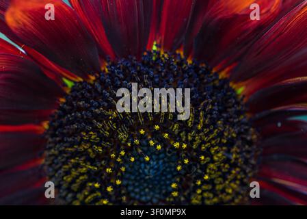 Extreme Makroaufnahme einer tiefkarmesinroten Sonnenblume, wahrscheinlich einer Sorte wie 'Moulin Rouge' oder 'Claret. Stockfoto