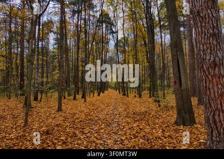 Ein Waldweg windet sich durch ein gemischtes Laub- und Nadelwaldgebiet, sein Boden ist mit einem dicken Teppich aus golden-orange gefällten Eichenblättern bedeckt. Stockfoto
