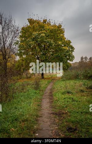 Ein schmaler steingepflasterter Fußweg führt durch überwuchertes grünes Wiesengras zu einem einsamen Ahornbaum, der frühes herbstliches gelb-grünes Laub zeigt. Stockfoto