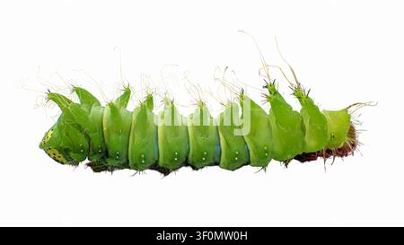 Eine große grüne Raupe von Saturnia argema mimosae ist isoliert auf weißem Hintergrund dargestellt. Ihre charakteristischen Merkmale und die Textur sind deutlich sichtbar Stockfoto