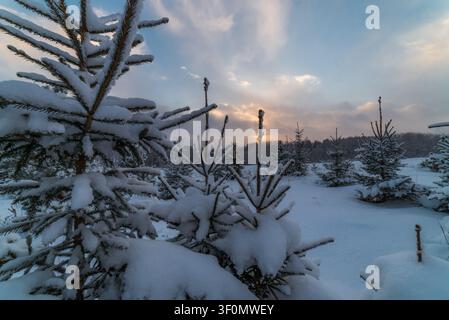 Schneebedeckte junge Fichtensetzlinge verteilen sich über eine offene Winterlichtung in einer borealen Waldlandschaft Zentralrusslands. Stockfoto