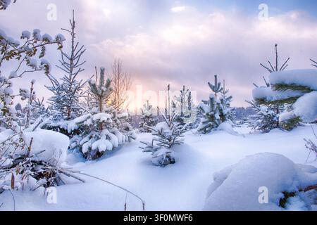 Schneebedeckte junge Kiefernsetzlinge stehen mitten in tiefen Schneeverwehungen auf einer Lichtung der borealen Taiga. Stockfoto