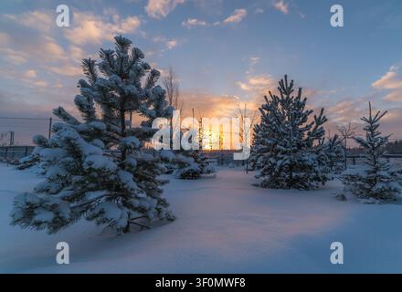 Schneebedeckte Kiefern und Fichten stehen in einem ländlichen Garten oder einer kleinen Landwirtschaftslandschaft. Stockfoto