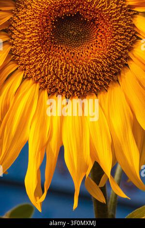 Makro-Nahaufnahme einer lebendigen Sonnenblume, die die komplexe Samentextur und die goldgelben Blütenblätter vor blauem Hintergrund zeigt Stockfoto