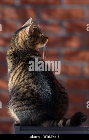 Eine schöne Hauskatze mit getigertem Fell, die anmutig im Profil sitzt, beleuchtet von warmem Sonnenlicht vor einem rustikalen roten Backsteinwandhintergrund. Stockfoto