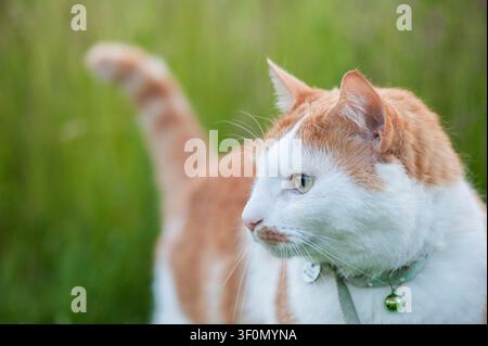 Eine schöne Hauskatze mit Ingwer- und Weißfell und einem Halsband auf dem Feld während eines Sommerabends mit weichem Hintergrund-Bokeh. Stockfoto